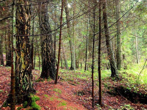 The forest of Witches Hill.