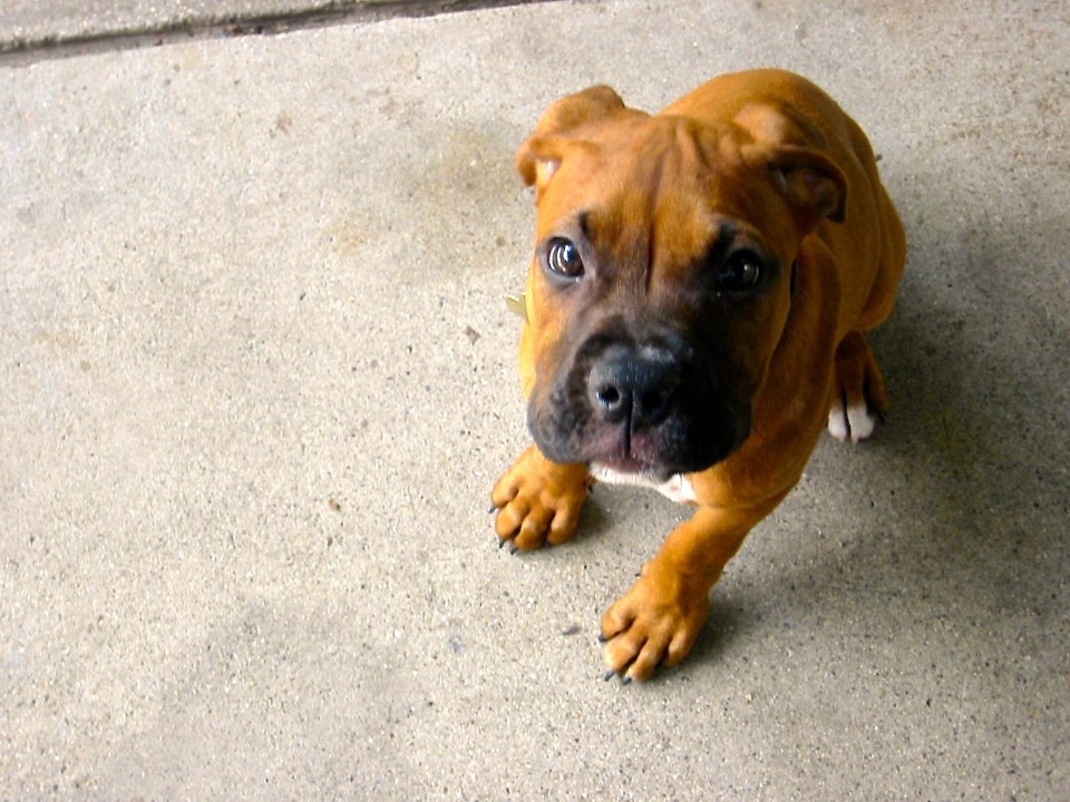 Roxie as a puppy. 2003.