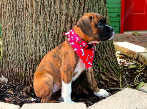 Belle, AKC female Boxer at 8 weeks.