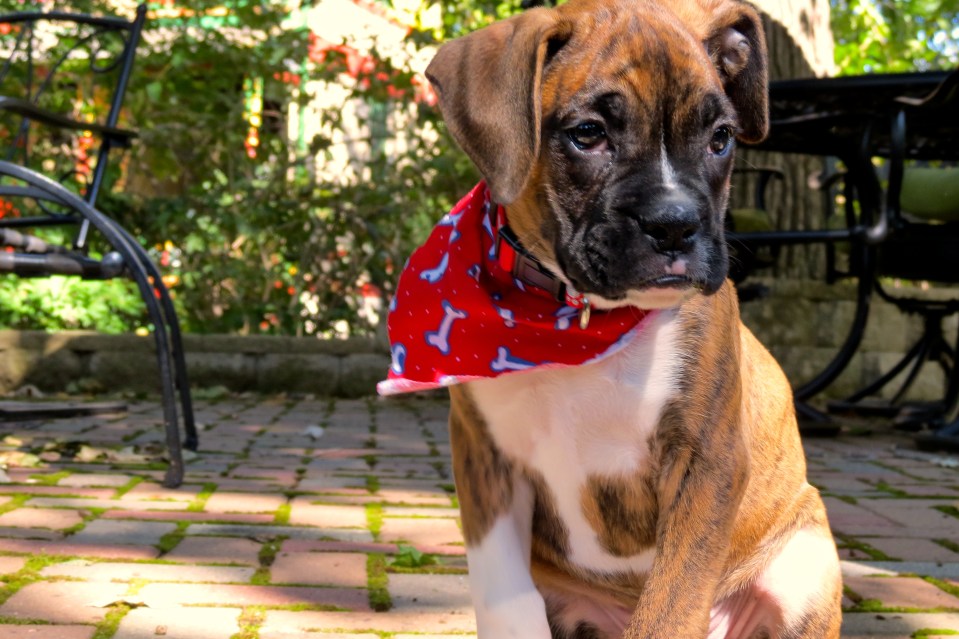 Who could resist that face?