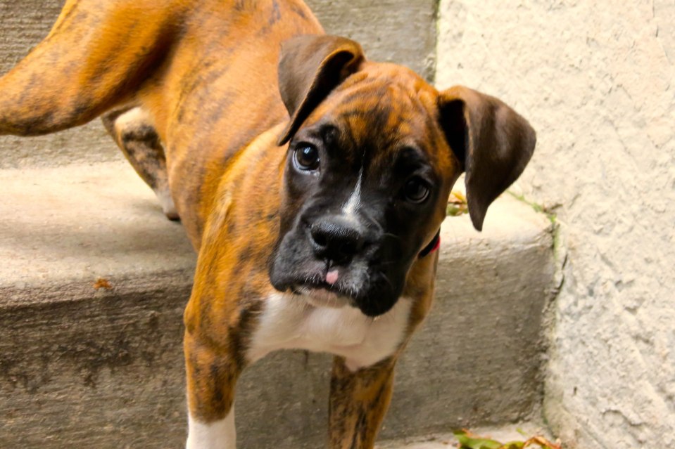 Just a little stair crazy.