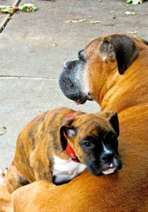 A typical Cash & Belle snuggle moment.