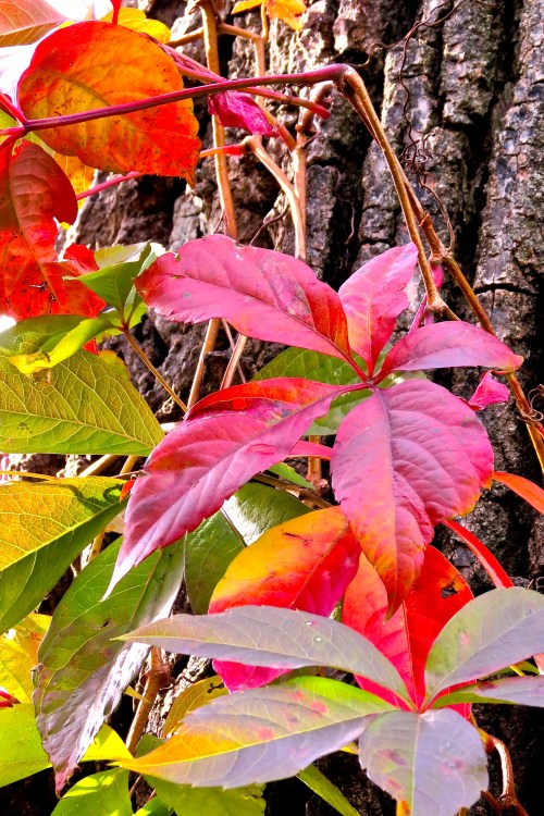 Virginia Creeper turning crimson.