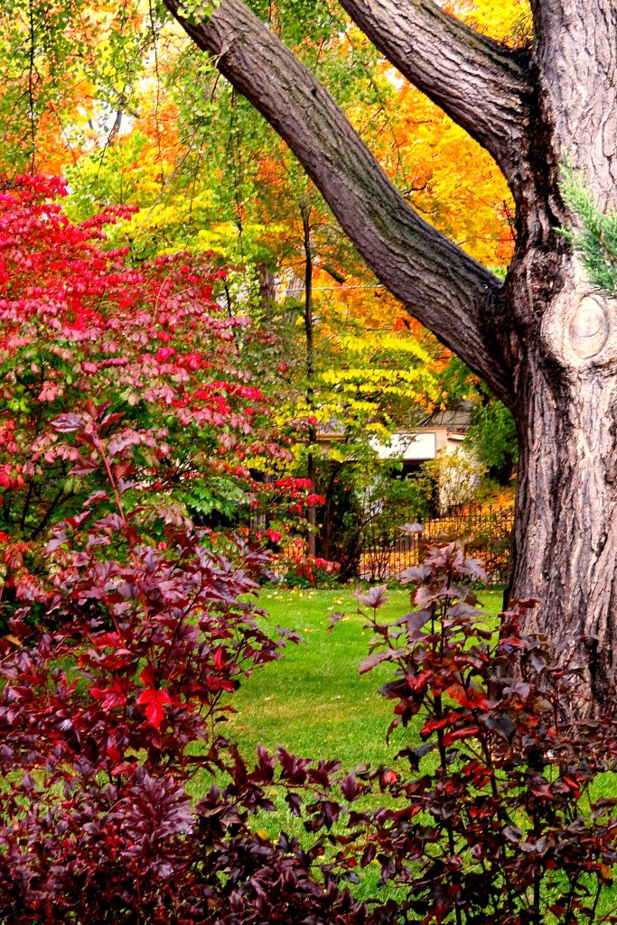 Color by our 120+ yr. old Ginkgo tree.