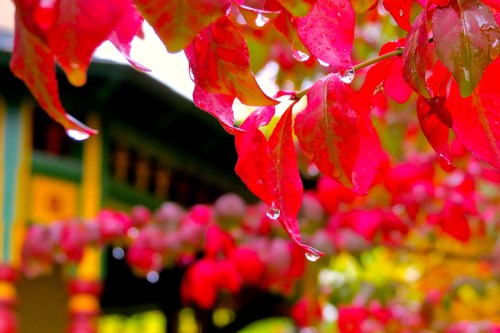 Blazing color of our Burning Bush after the rain.