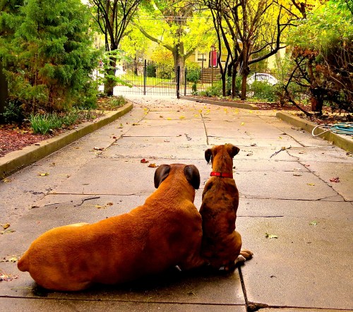 Cash & Belle: Best Friends.