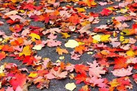 Autumn Leaves.