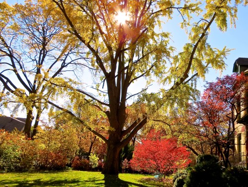 Our 100+ year old Ginkgo Tree at 321 Division Street in the fall.