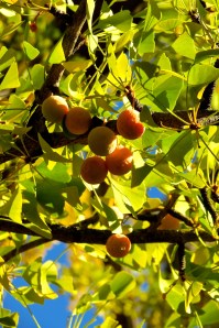Clusters of Ginkgo fruit ripen on the tree.