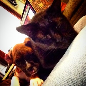 Belle at 8 weeks and Collins at 11 yrs old.