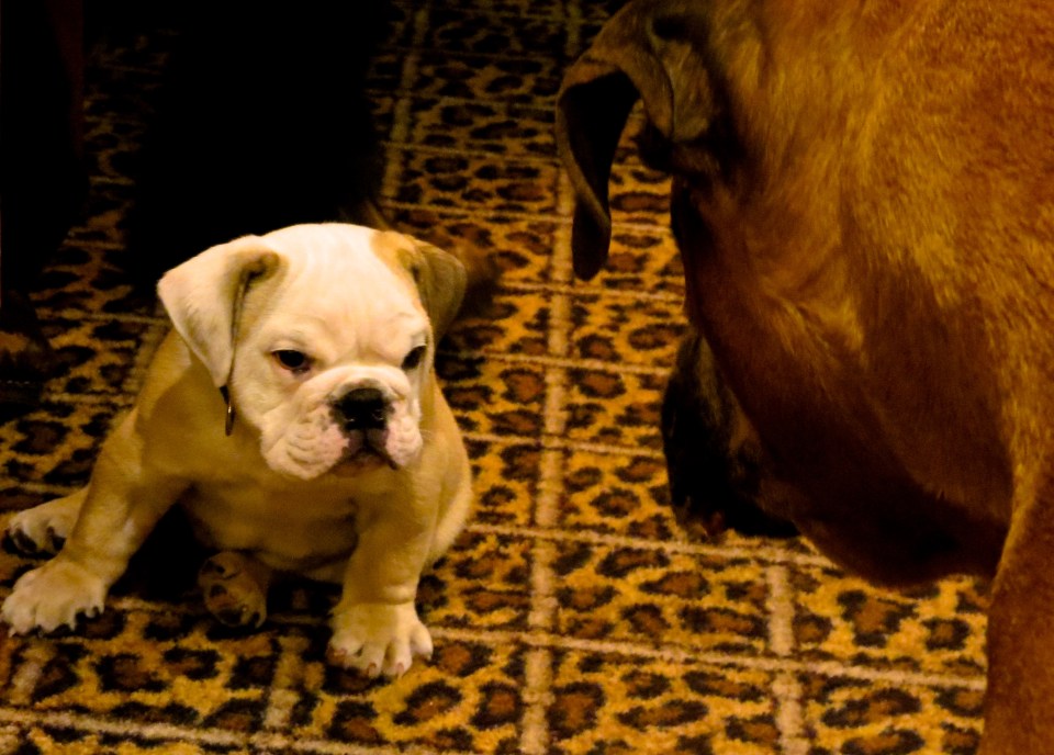 Cash watching over his new brother, Dudley.