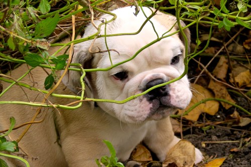 Dudley the explorer taking a break.