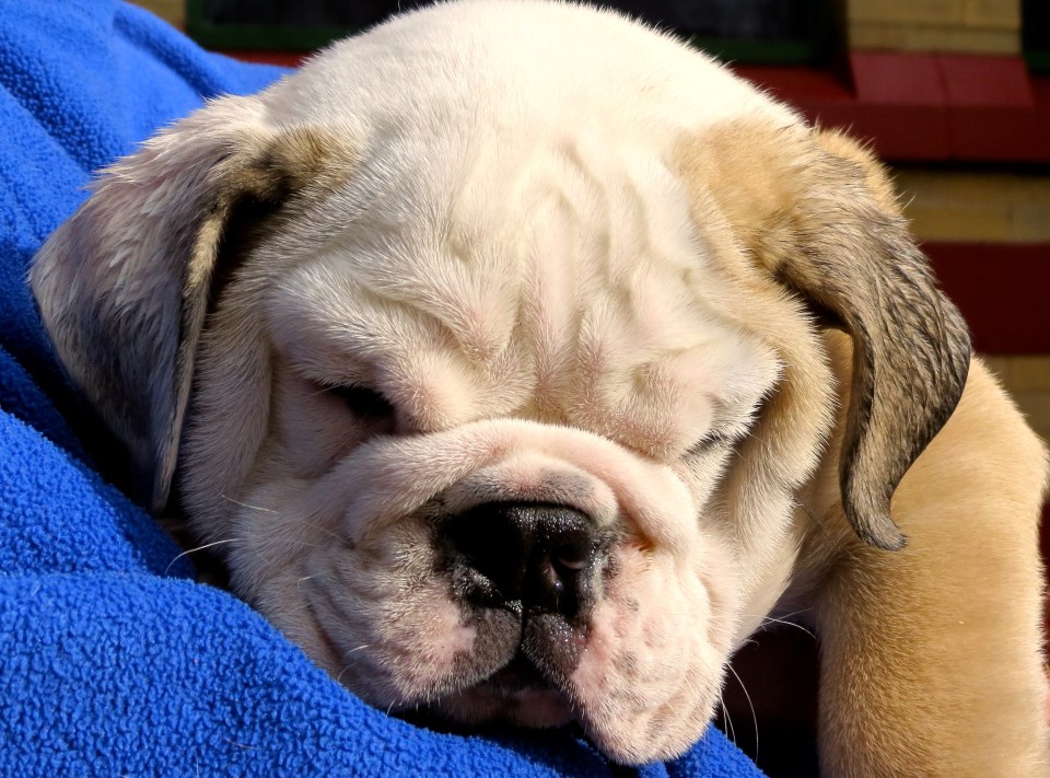 Nap time for Dudley.