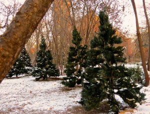 Some of the 21 trees I put up, waiting to be fluffed and lit.