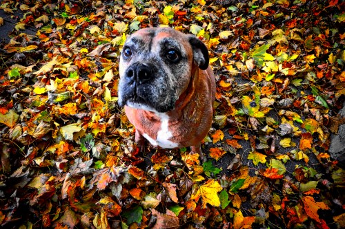 Roxie, November 2013.