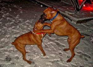 Roxie and Cash play-fighting in the snow.