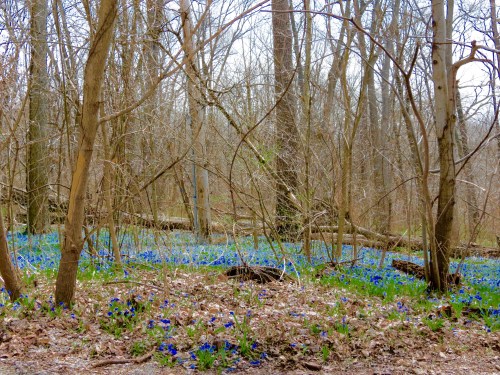 A little color as spring begins to invade Trout Park along the Fox Valley Trail.