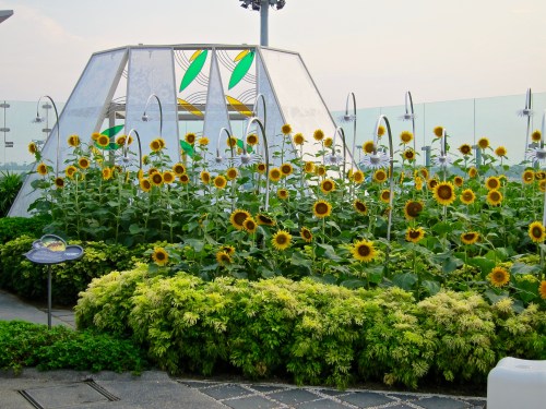 The Sunflower Garden at Singapore Changi Airport.