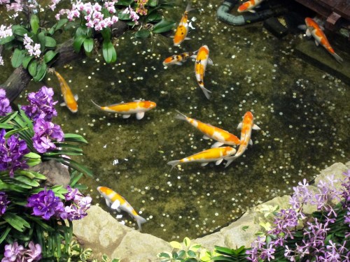 A Koi pond in Changi.