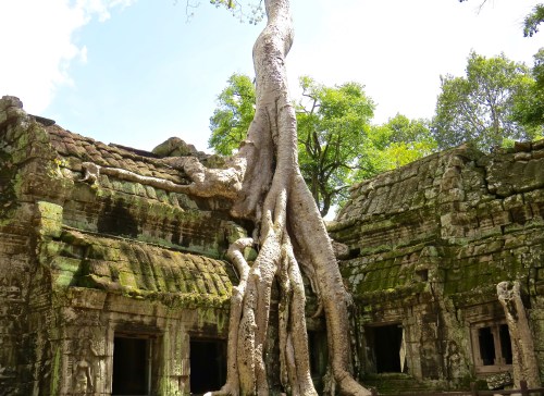 The famous Banyan root at Ta Prohm.