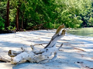 Drift wood on Koh Kood.