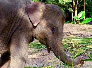 An adorable baby elephant at the safari park.