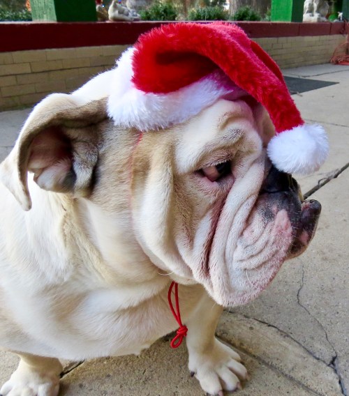 Dudley looking like the Grinch.