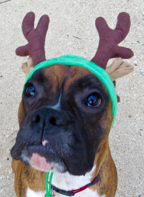 Belle- Wondering why she couldn't be Santa.