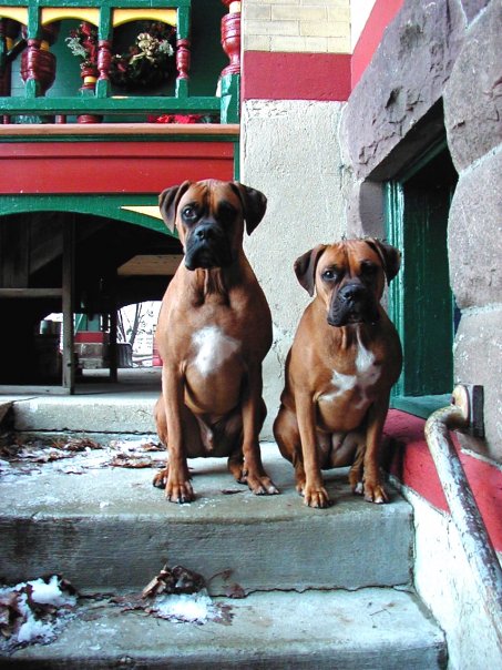 Cash & Roxie as puppies.