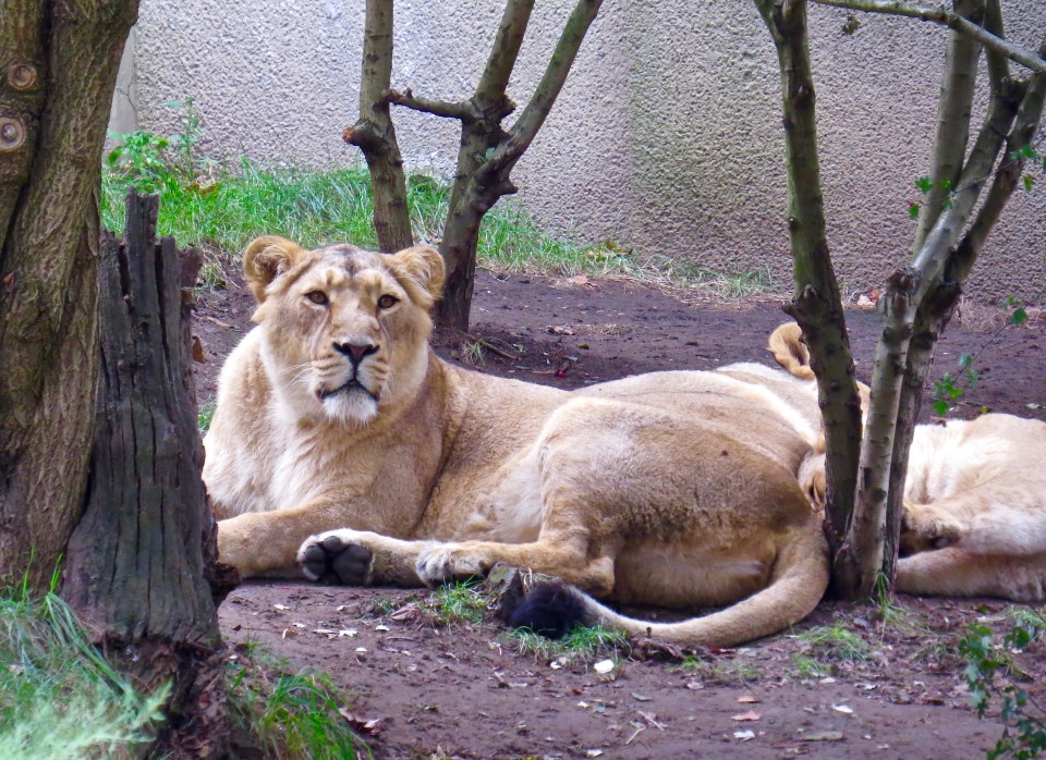 Lions at the London Zoo.