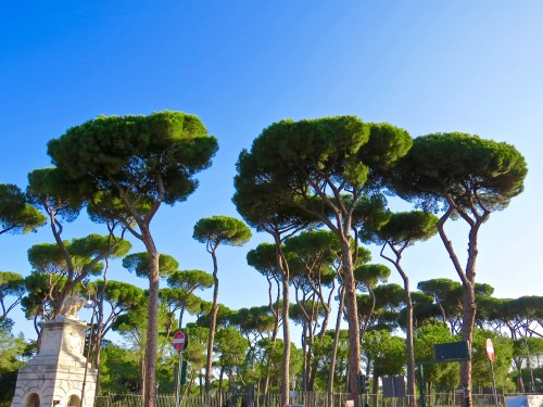 Italian Stone Pines form a canopy over Borghese Gardens.