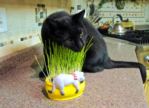Collins got Chia grass for Christmas (2011) and it was the first (and only) time he jumped up on the kitchen counter.