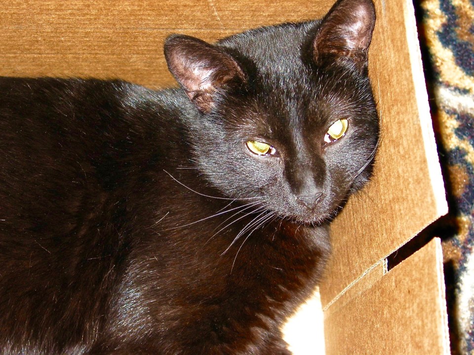 Collins, February 2007.