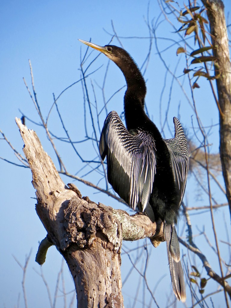 @Circle B Bar Reserve