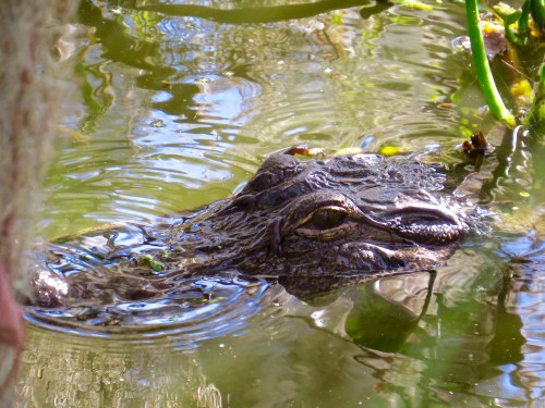 An Alligator in the marsh at Circle B Bar Reserve.